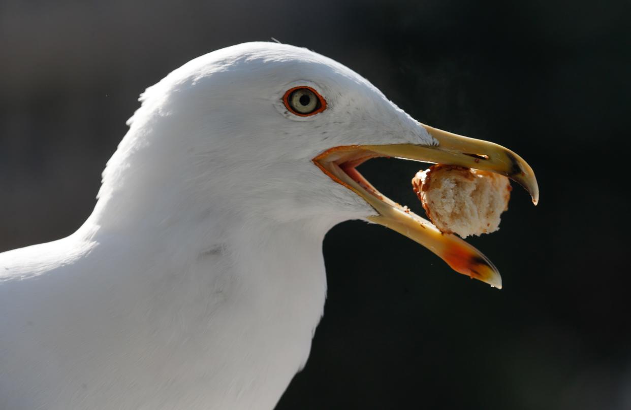 The seagull attack took place in a Welsh car park (Photo by Mahmut Serdar Alakus/Anadolu Agency/Getty Images)