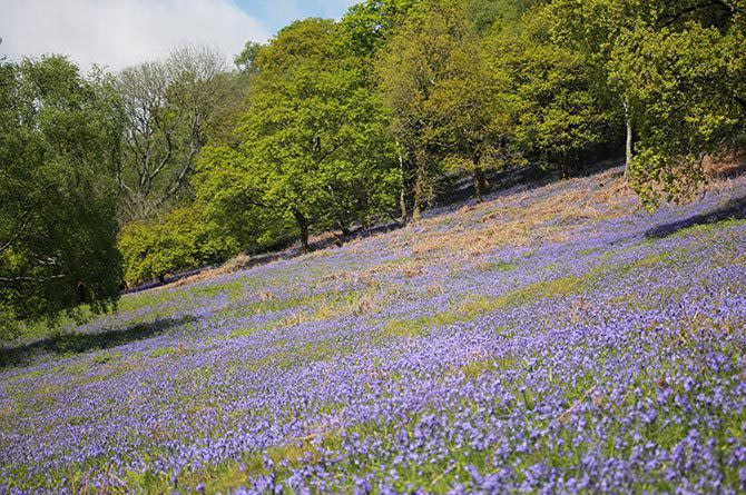 Bluebell wood