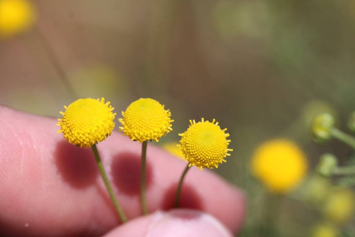 Stinknet has yellow globe flowers that grow up to 1 inch wide, wildlife officials said.