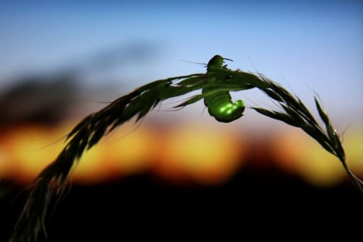 Fireflies are beetles that glow to attract a mate