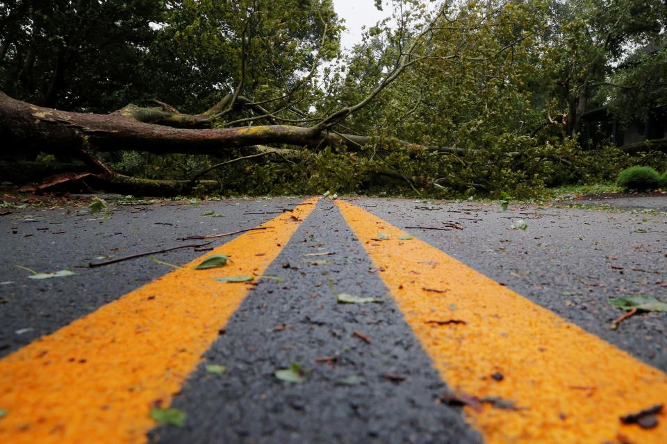 A fallen tree on the road, completely blocking the path.