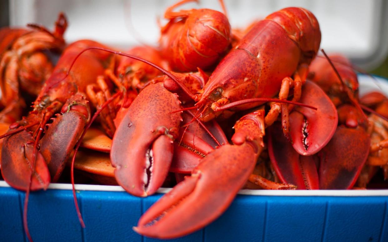 Microplastics are threatening lobster populations - Getty Images 