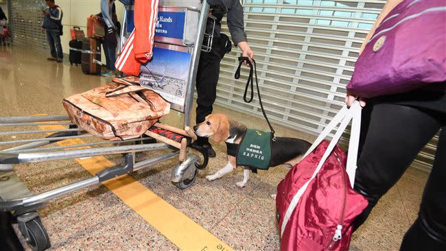 海關防範非洲豬瘟仍持續中，不論是生鮮、熟食都得注意。（圖／翻攝畫面）