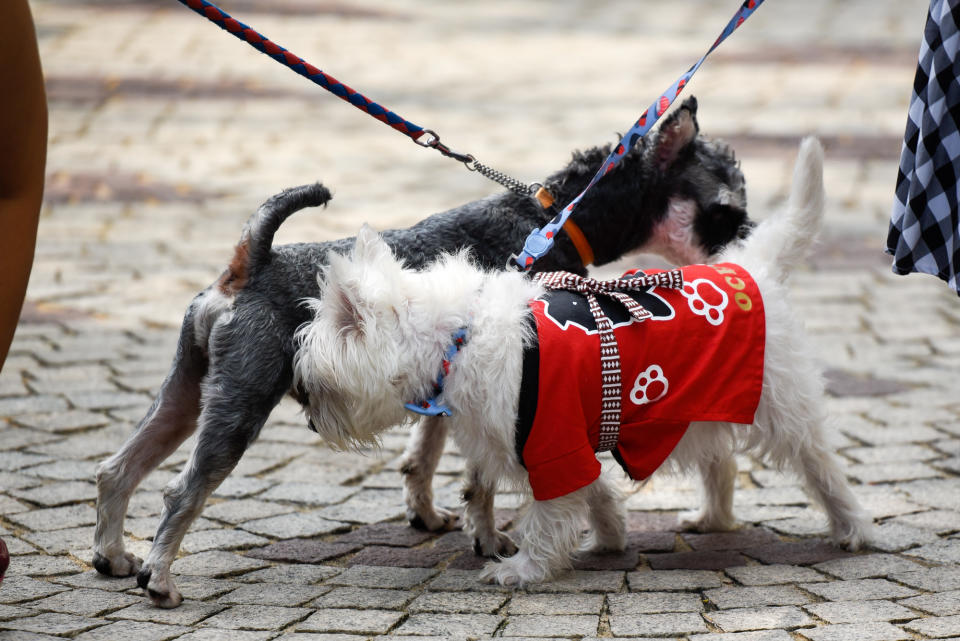 <p>Dogs interacting with each other at Howlloween at the Grand Copthorne Waterfront Hotel. (Photo: Bryan Huang/Yahoo Lifestyle Singapore)</p>