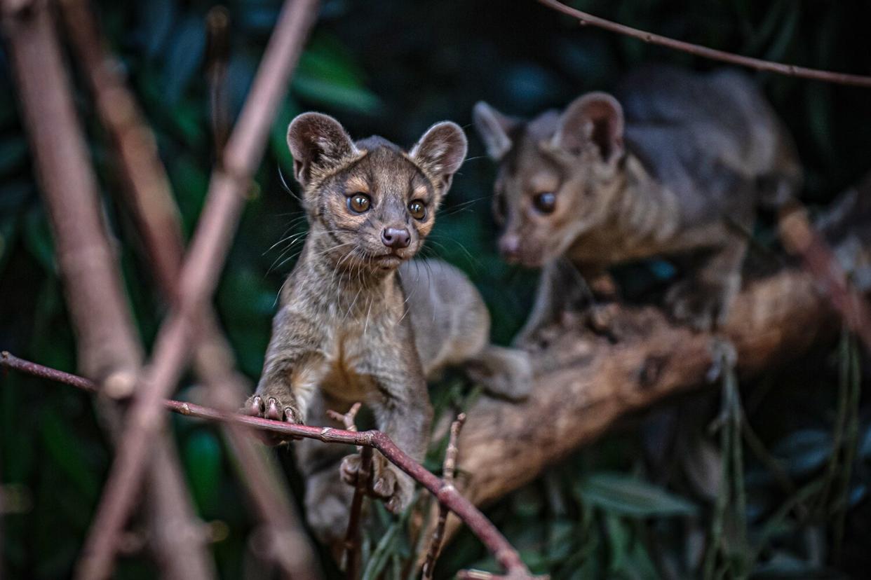 baby fossa triplets born at the Chester Zoo