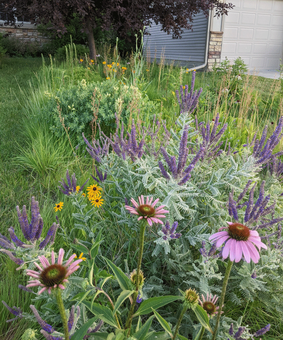 native planting in Nebraska back yard