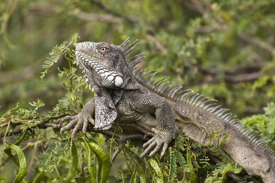 Some thought it might have been the tail from an iguana, but reptile experts dismissed this theory. Source: Getty