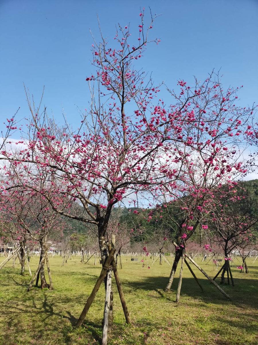 宜蘭大同櫻花林（圖片來源：宜蘭縣大同鄉旅遊服務中心FB）