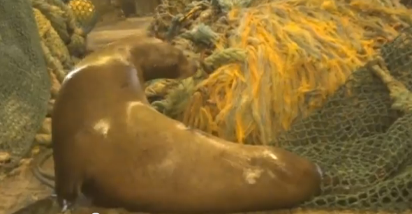 Sea lion hurls fisherman across boat deck after being caught in net