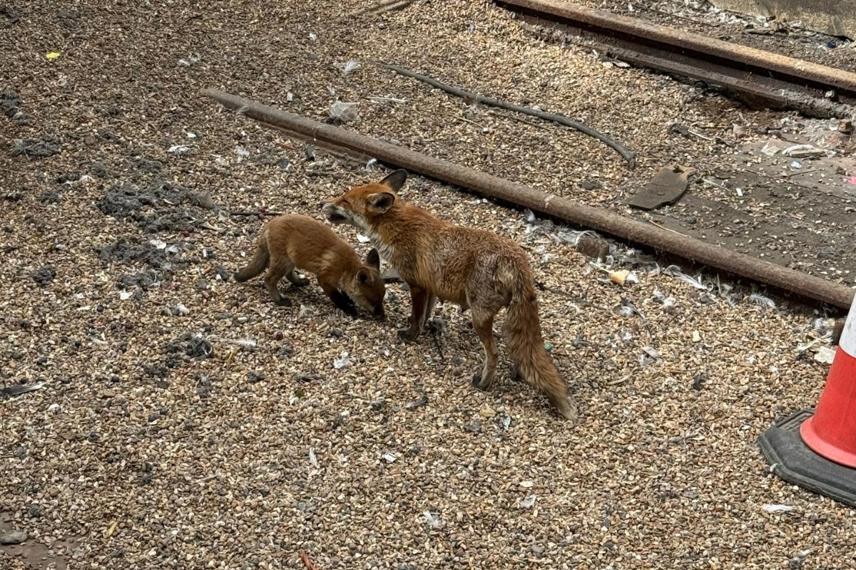 Fox cubs at Brighton station <i>(Image: GTR)</i>