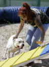 In this Oct. 10, 2013, photo, Tia Maria Torres, star of Animal Planet’s “Pit Bulls and Parolees,” works with a pit bull during the filming of an episode of the show's fifth season in New Orleans, Thursday, Oct. 10, 2013. Torres, who runs the nation’s largest pit bull rescue center and has long paired abused and abandoned dogs with the parolees who care for them, has moved her long-running reality TV series from southern California to New Orleans, where hurricanes and overbreeding have left many pit bulls abandoned or abused. (AP Photo/Gerald Herbert)