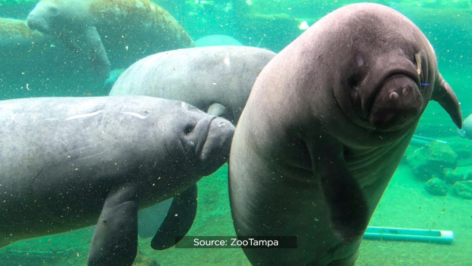 SeaWorld officials said the Columbus Zoo and Aquarium, Cincinnati Zoo & Botanical Garden, ZooTampa at Lowry Park and SeaWorld Orlando have partnered for several years to rehabilitate the eight orphaned manatees.