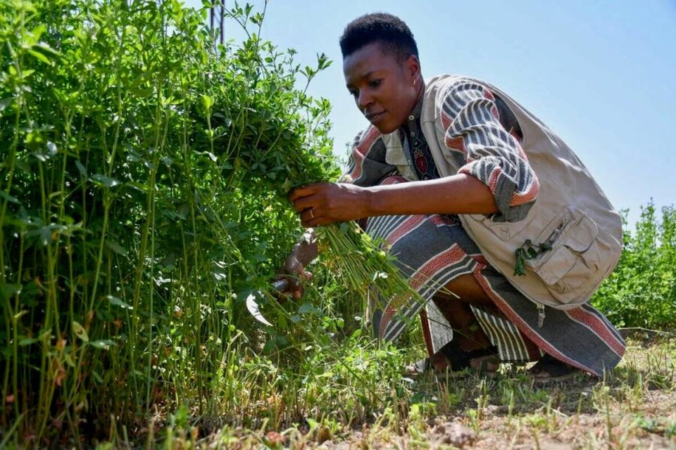 Nyamayaro assesses a farmer’s crops in Luxor, Egypt (WFP/Aboubacar Sidibe)