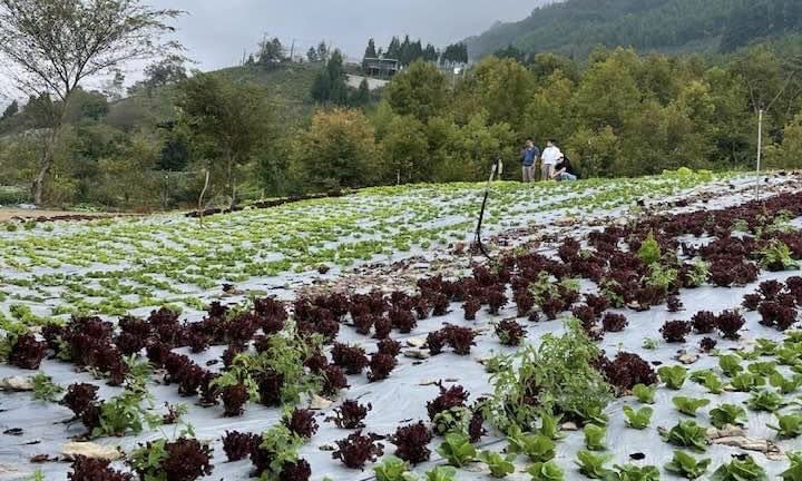 羅文嘉》雪霧鬧山上的小農有機蔬菜園