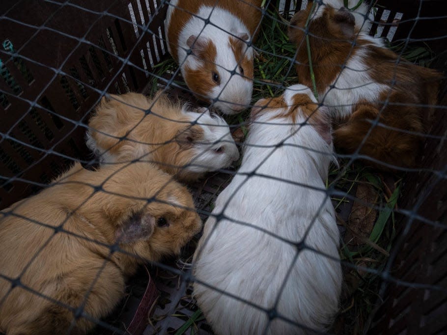 Photo of guinea pigs kept in a cage.