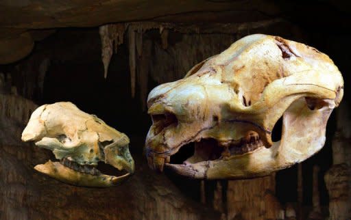 The adult and baby skulls of a sheep-sized diprotodontoid marsupial called Nimbadon, discovered in a 15 million year old fossil cave in north western Queensland