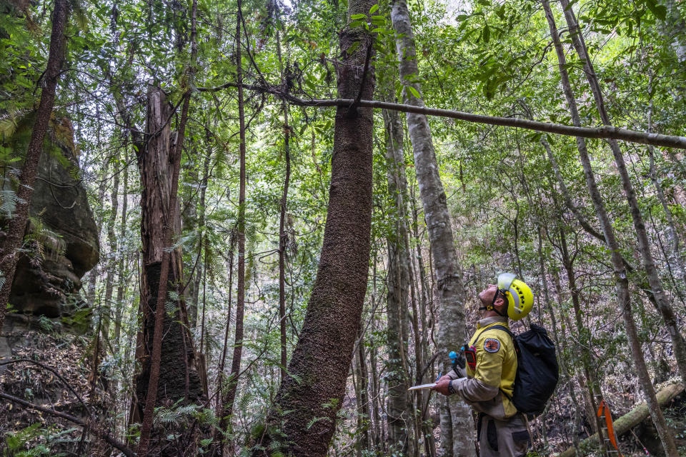 In this photo taken early Jan. 2020, and provided Thursday, Jan. 16, 2020, by the New South Wales National Parks and Wildlife Service, NSW National Parks and Wildlife Service personnel inspect Wollemi pine trees in the Wollemi National Park, New South Wales, Australia. Specialist firefighters have saved the world's last remaining wild stand of a prehistoric tree from wildfires that razed forests west of Sydney. (NSW National Parks and Wildfire Service via AP)