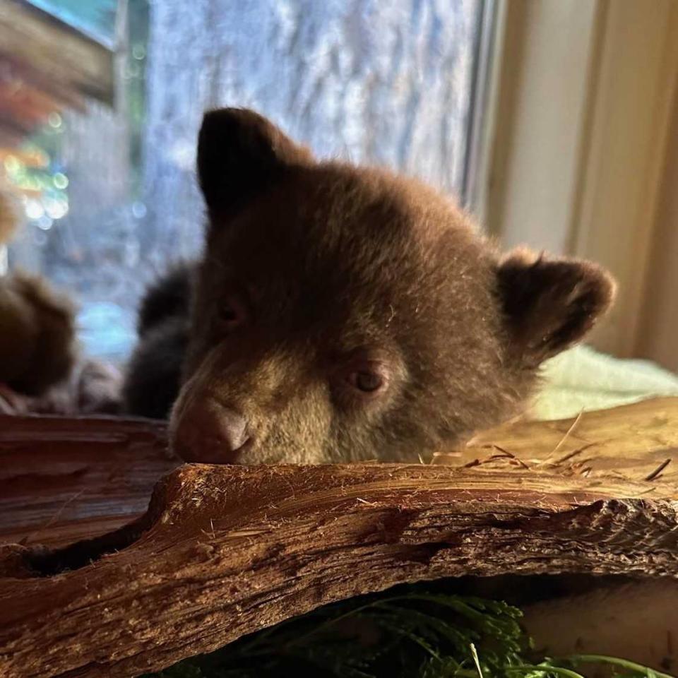 A bear cub will be raised by the Lake Tahoe Wildlife Care, Inc., after it was separated from its mother and deposited on the doorstep of Ann Bryant, the executive director of the Bear League, on Saturday, May 12, 2024.
