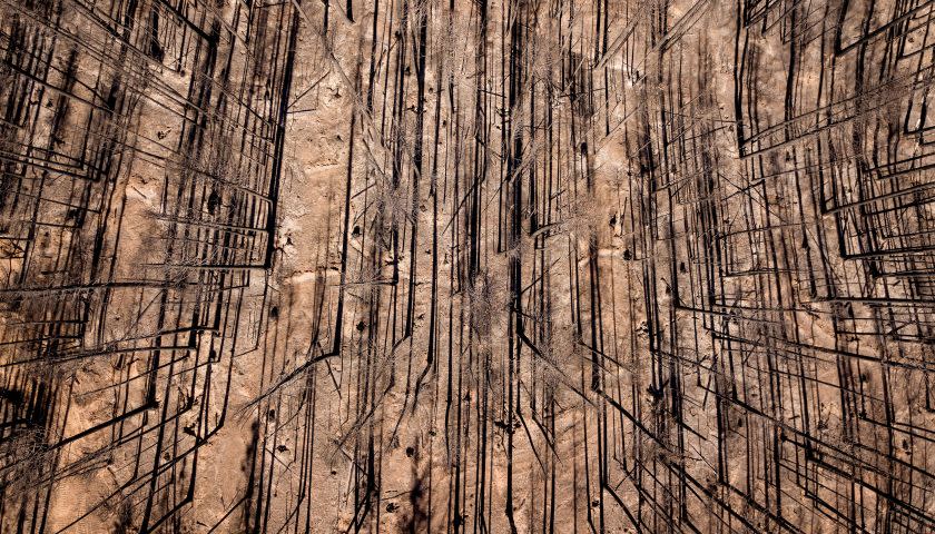 An aerial picture taken on September 24, 2021 burnt trees stand along a hillside in Greenville, California. - The Dixie fire has burned almost 1 million acres and remains at 94% containment after burning through 5 counties and more than 1,000 homes. (Photo by JOSH EDELSON / AFP) (Photo by JOSH EDELSON/AFP via Getty Images)