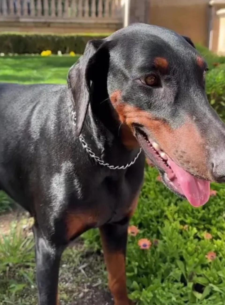 Asghari bought their Doberman Porsha in October 2021 as a protection dog for Spears (Instagram/Sam Asghari)