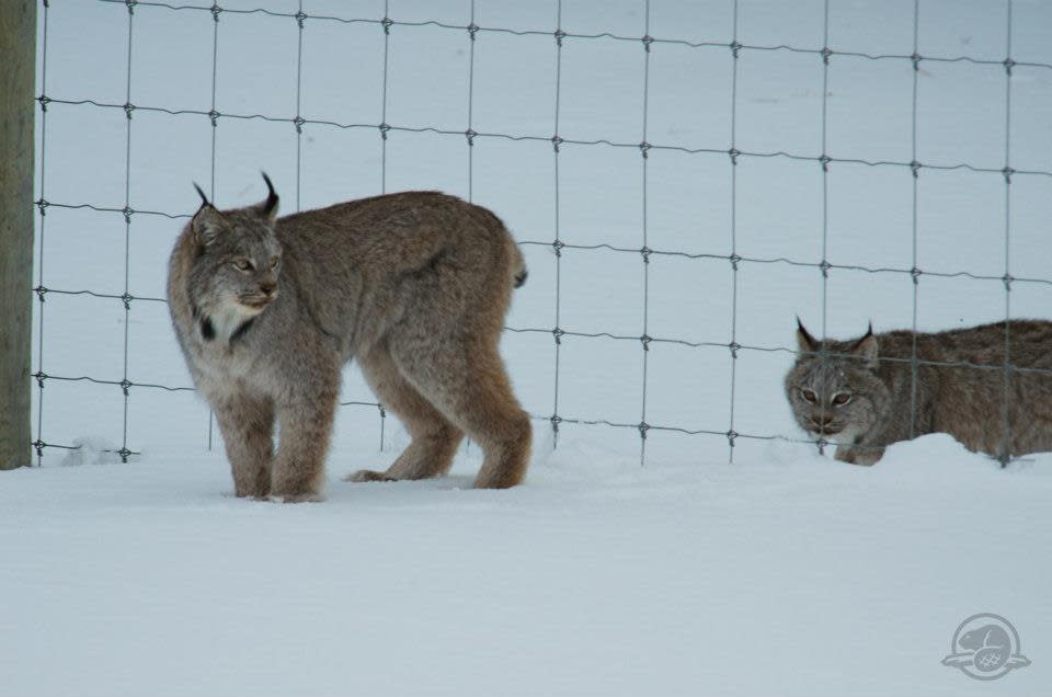 Lynx spotted in Banff National Park