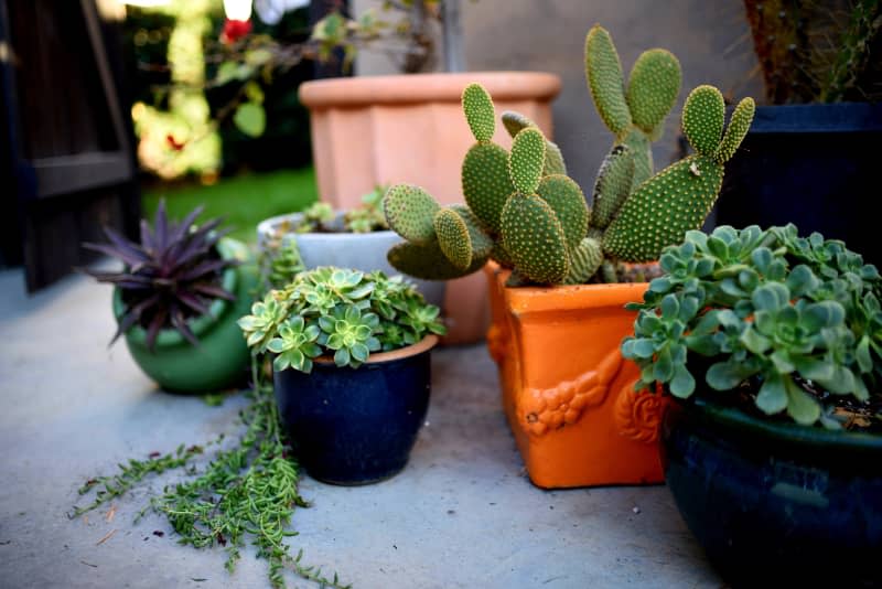 succulents and cactus plants in colorful pots outdoors