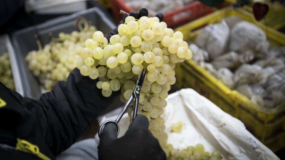 In Spain, they bring in the new year with 12 grapes. The tradition has spread to many Spanish-speaking countries. - JAIME REINA/AFP/Getty Images