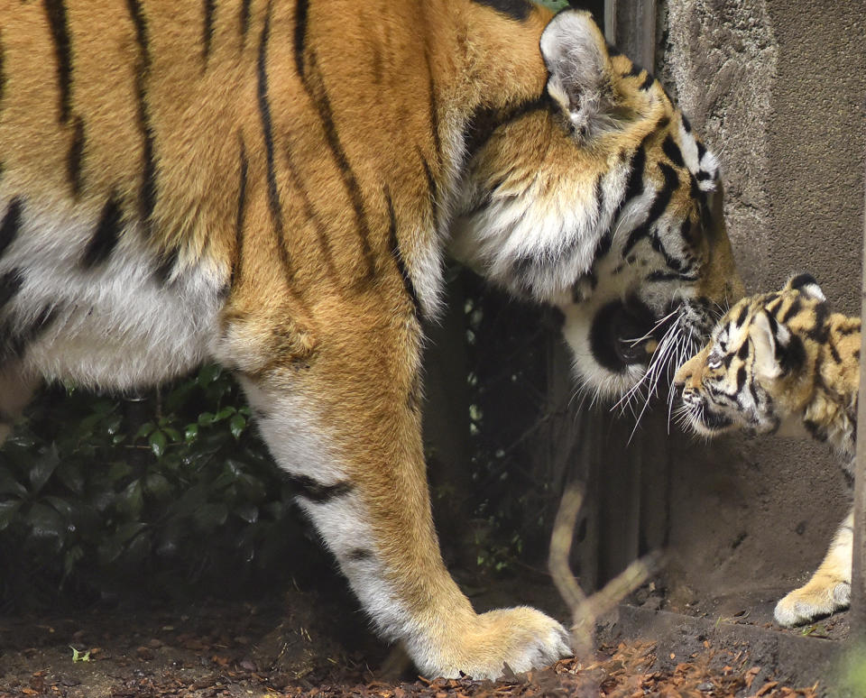 <p>Seven week old newborn Amur (Siberian) tiger cubs play with their mother Maruschka in their enclosure at Tierpark Hagenbeck on August 3, 2017 in Hamburg, Germany. (Photo: Christian Augustin/Getty Images) </p>