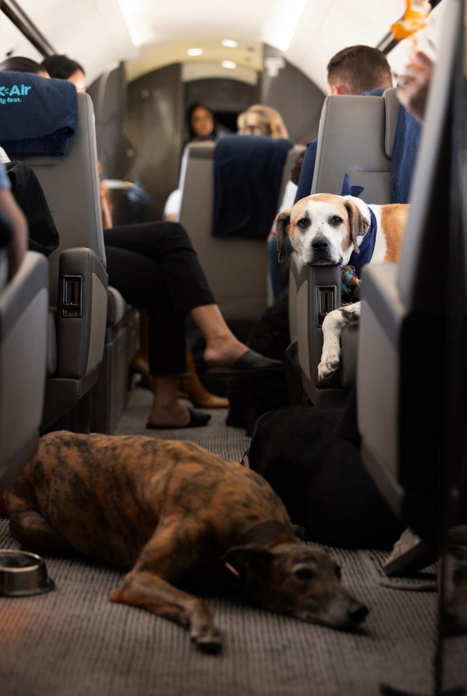Dogs get treated like they're in first class.