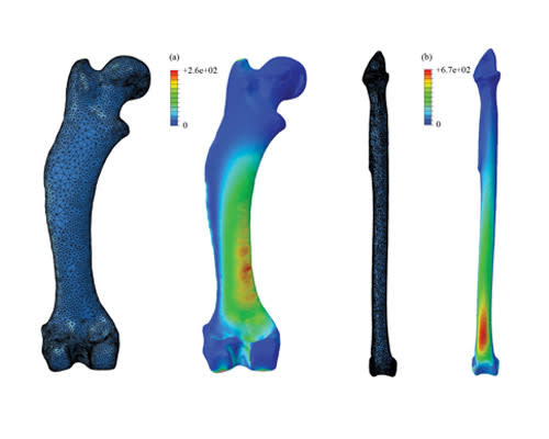 By simplifying leg bones down to basic columns, previous studies could have underestimated the stresses experienced in animal limbs by up to 142 percent. Stress shown here in the common hedgehog's femur (a), and a tibia of a large bird, Uria (b