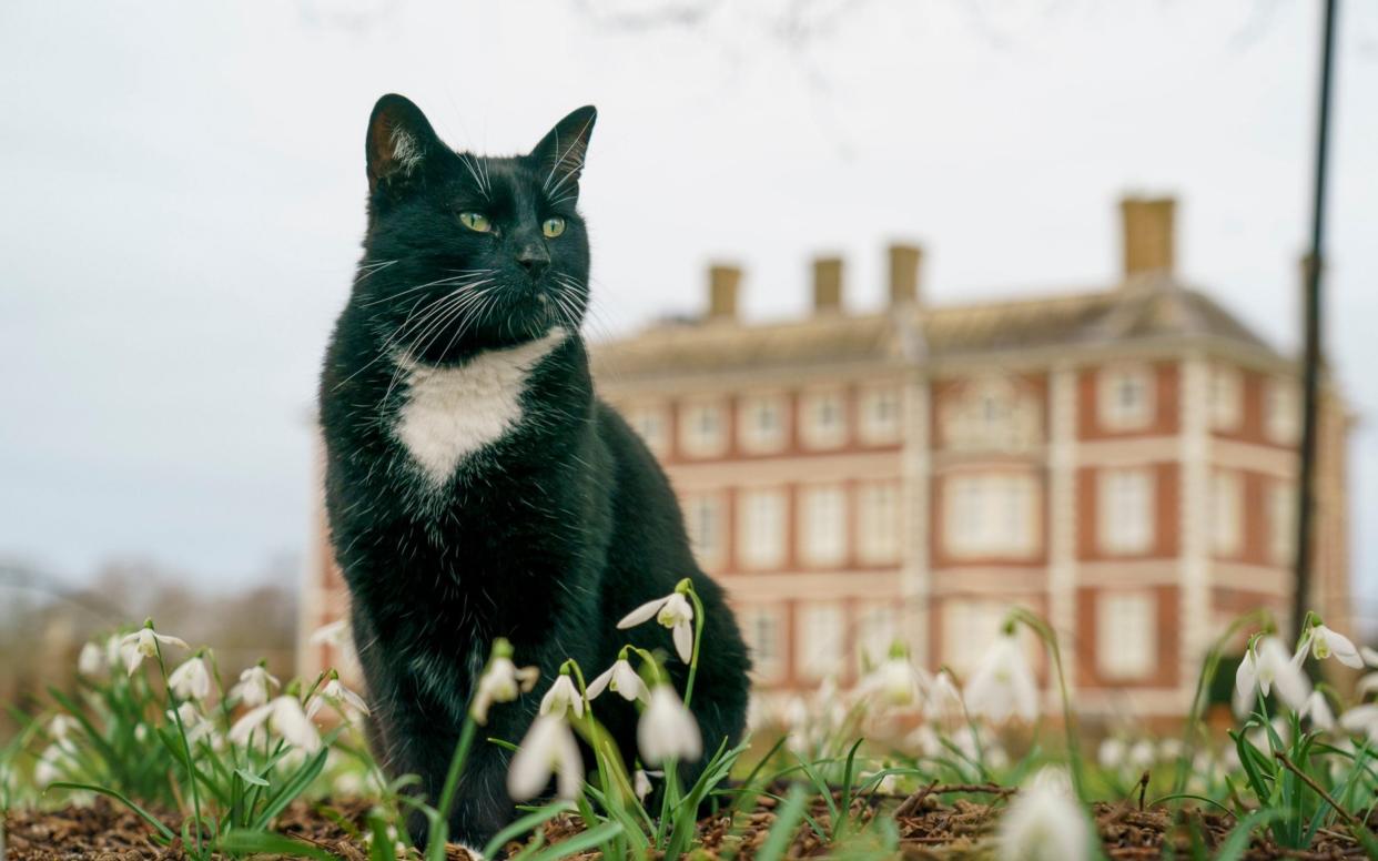 Roscoe the cat who lives at Ham House, a National Trust property in South West London, is one of the few currently able to visit -  Andrew Crowley