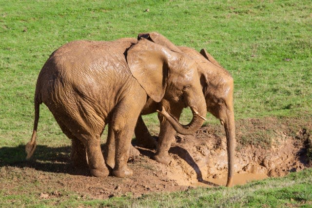 elephants in the mud