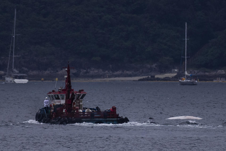 The carcass of a Bryde's whale is seen in the waters of Hong Kong, Monday, July 31, 2023. (AP Photo/Louise Delmotte)