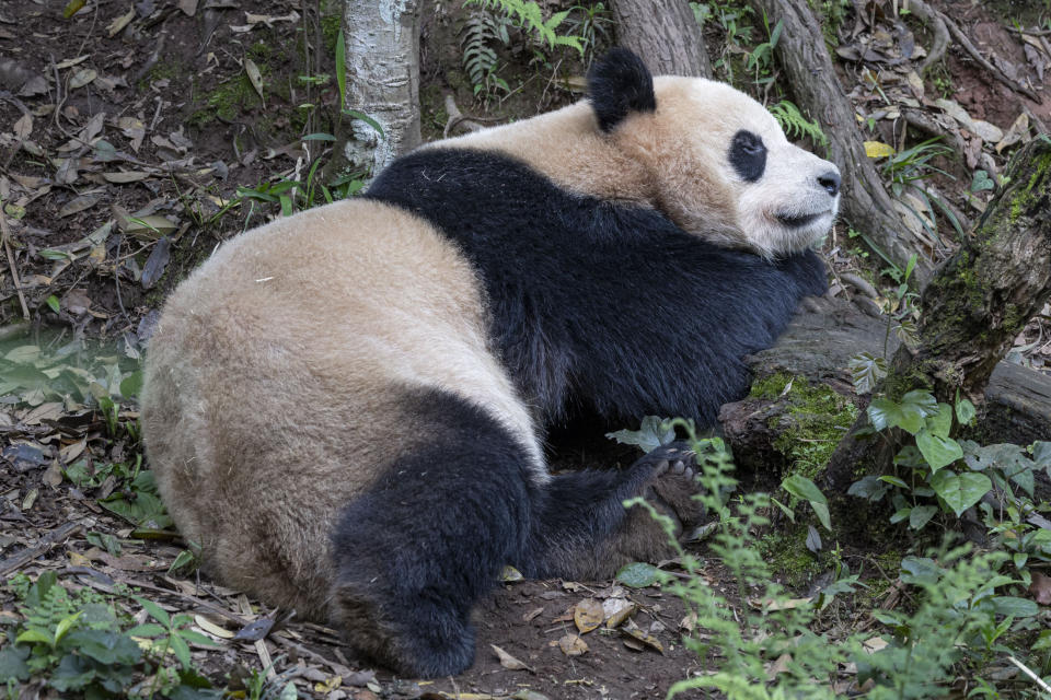 This photo released by the San Diego Zoo shows giant panda Yun Chuan on Thursday, April 25, 2024, in the Sichuan province of China. A pair of giant pandas will soon make the journey from China to the U.S., where they will be cared for at the San Diego Zoo as part of an ongoing conservation partnership between the two nations, officials said Monday, April 29. (Ken Bohn/San Diego Zoo via AP)