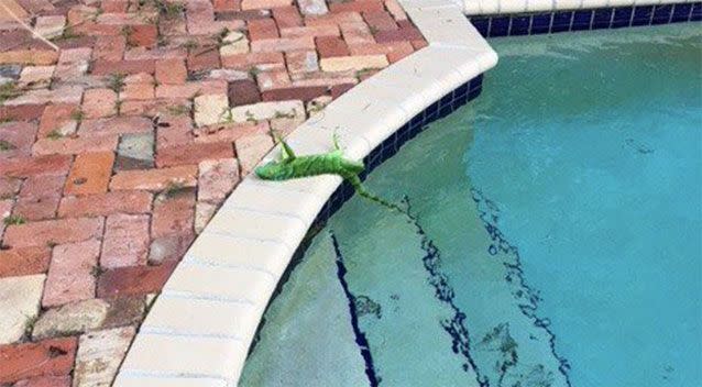 Frank Cerabino woke up to find a frozen iguana in his backyard. Source: Instagram/@FranklyFlorida