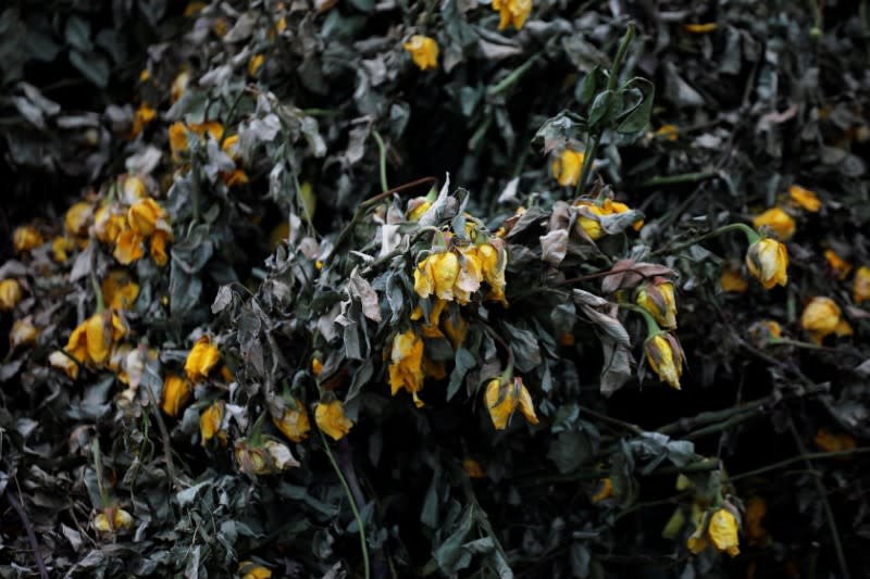 Fading roses are discarded as they cannot be shipped to Europe due of the spread of the coronavirus disease at the Maridadi flower farm in Naivasha