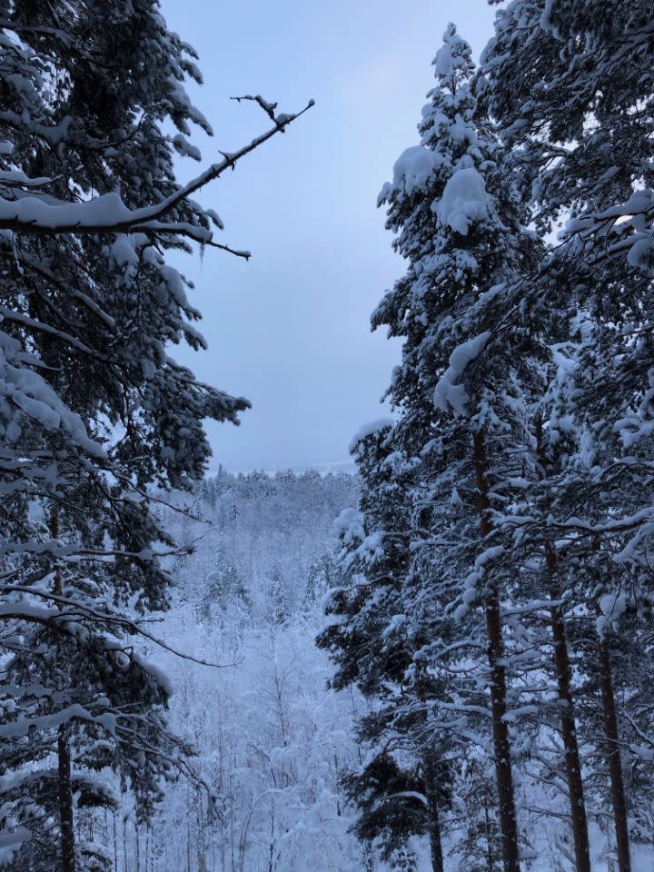 Schwedischer Wald in Luleå, (Foto: Julie Tong)