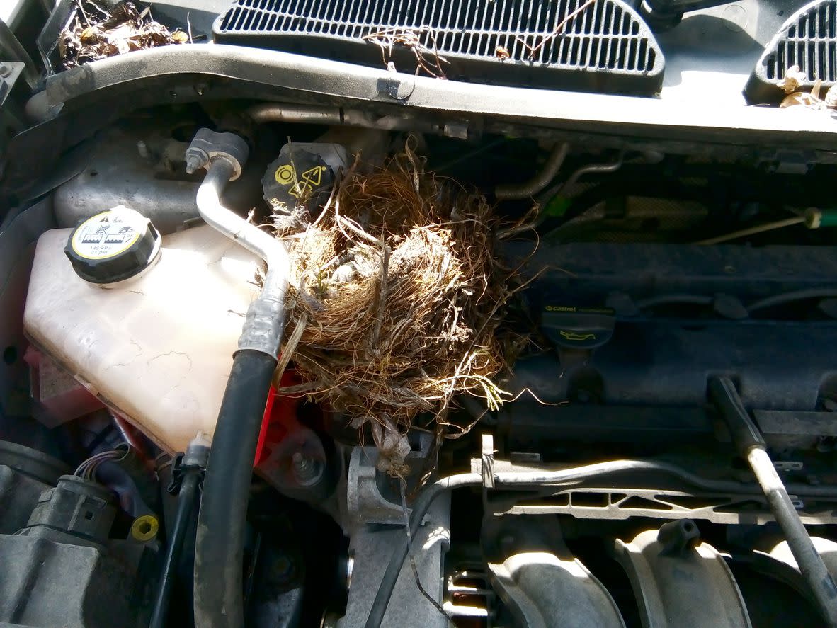 nest in car engine