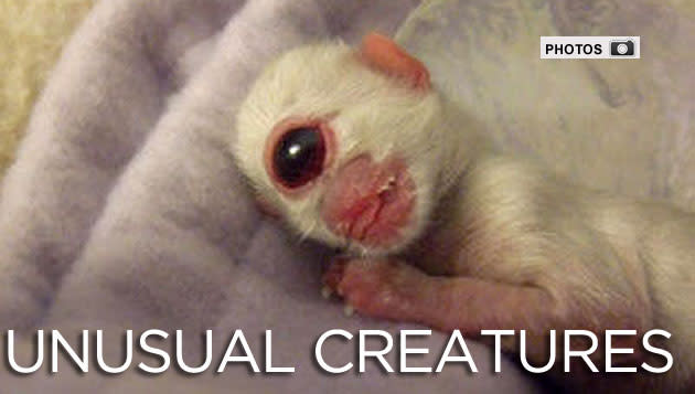 World's weirdest creatures