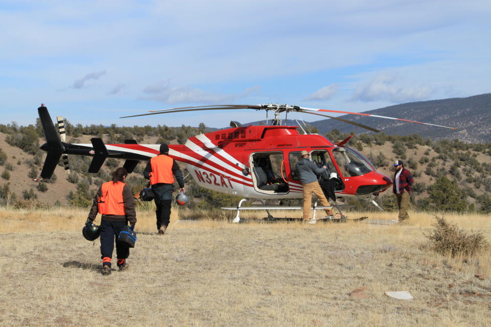 In this Jan. 30, 2020 photo members of the Mexican gray wolf recovery team prepare to load a wolf into a helicopter in Reserve, N.M., so it can be released after being processed during an annual survey. The Fish and Wildlife Service on Wednesday, March 18 announced the result of the latest survey, saying there are at least 163 wolves in the wild in New Mexico and Arizona. That marks a nearly 25% jump in the population from the previous year. (AP Photo/Susan Montoya Bryan)