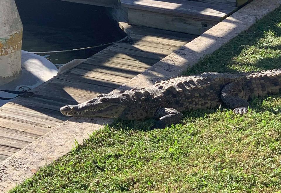 The crocodile, shown here, has a narrower snout than an alligator.