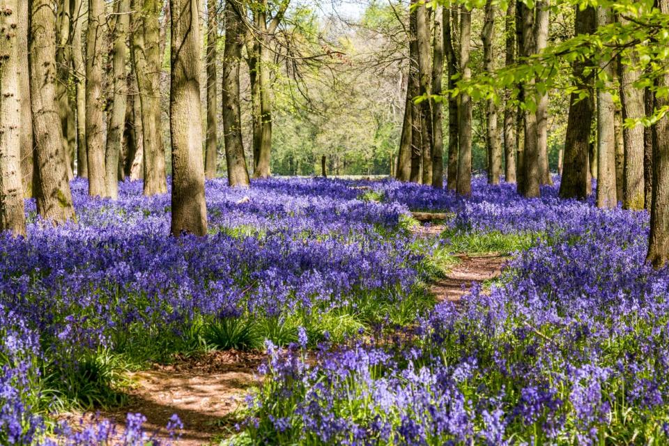 Ashridge bluebell woodsGetty Images/iStockphoto