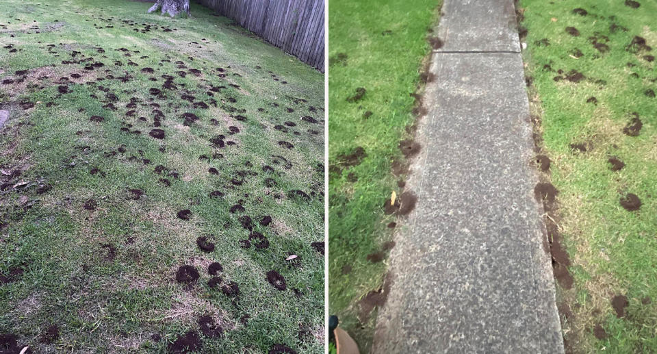 Ant mounds caused by funnel ants are pictured, left in a backyard near KIama. Right: The ant mounds are shown along the edge of a path.