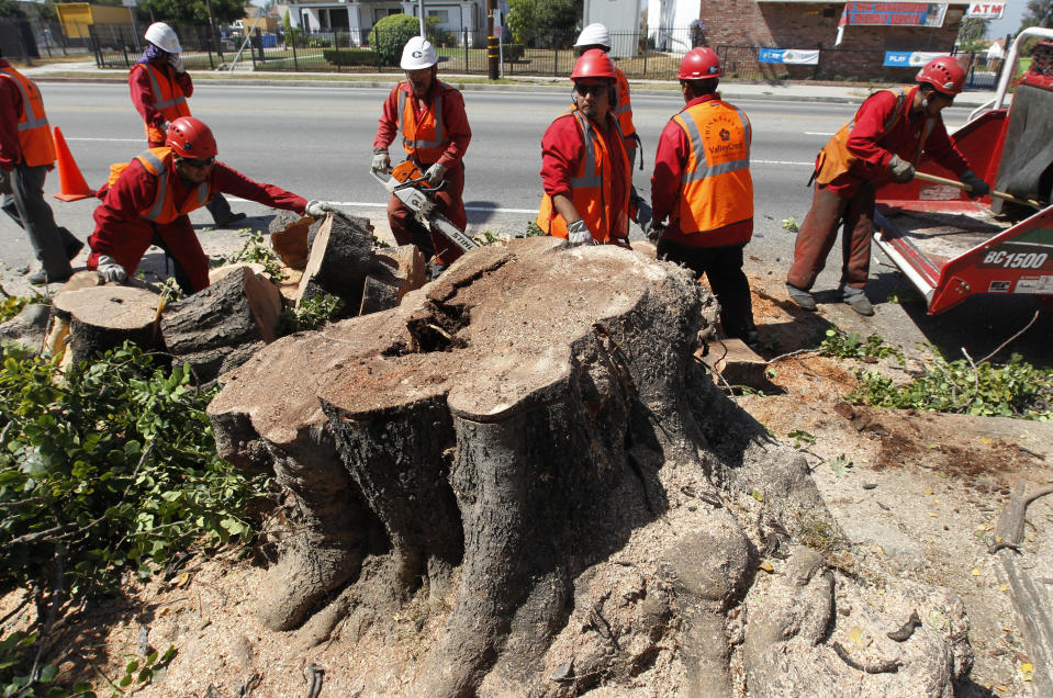 Tree trimming contractors work to cut down a large tree stump along Crenshaw Boulevard in Inglewood, California September 18, 2012. REUTERS/Fred Prouser 