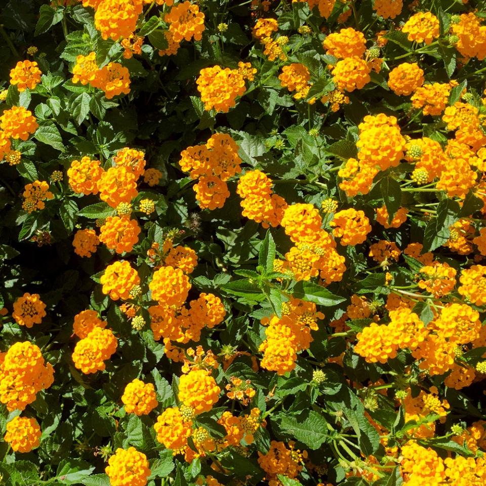 "New Gold" lantanas is a triploid. That means that it, like a mule, is sterile and incapable of reproducing.