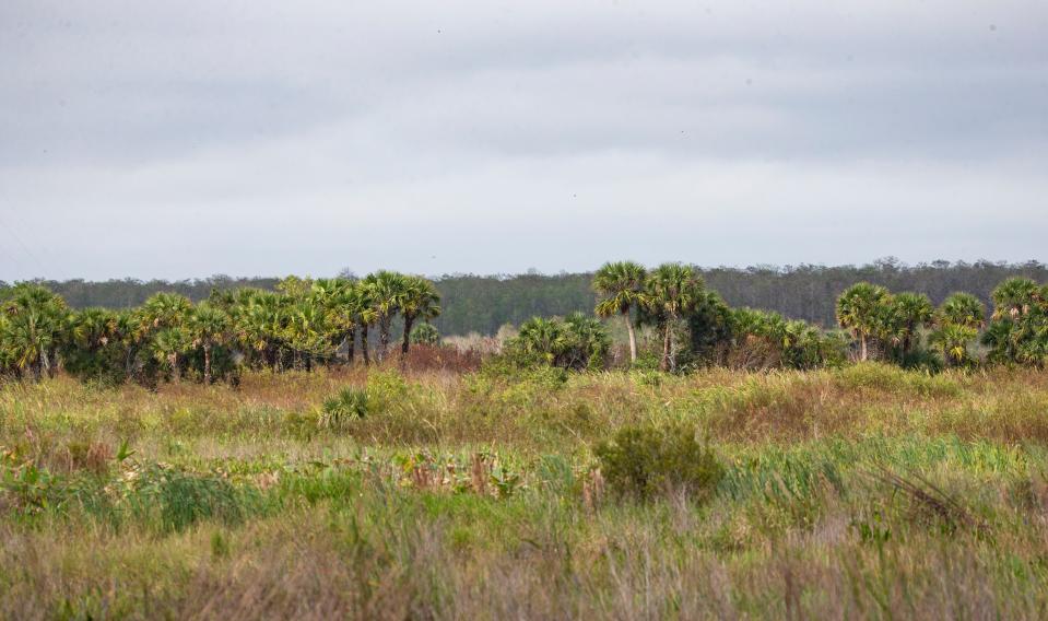 A prairie at Corkscrew Swamp Sanctuary. This area is going through the restoration process. Willows and other woody shrubs that choked the area have been removed. 