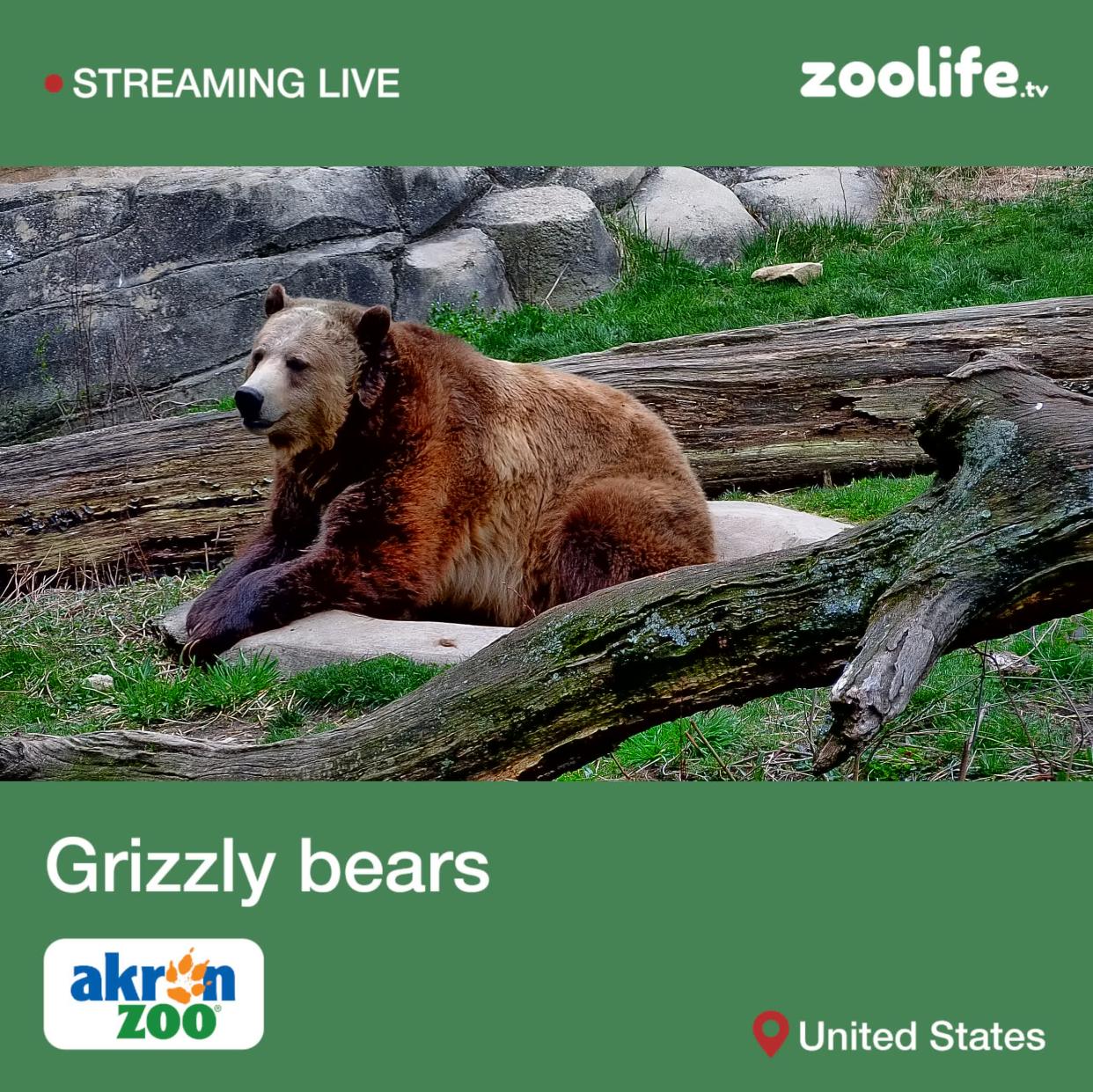 Subscribers to zoolife can watch the Akron Zoo's resident grizzly bears.
