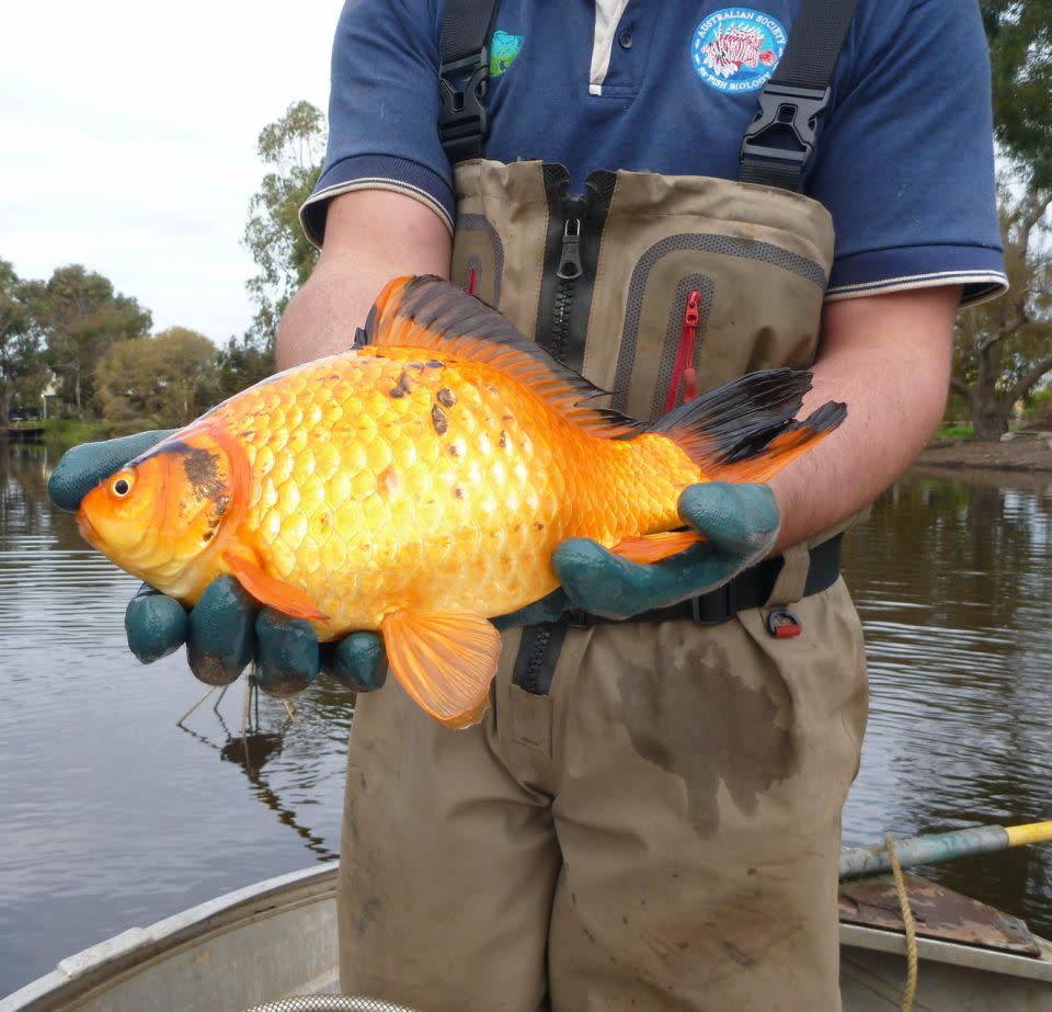 The outsized fish look just like ordinary pet goldies, but many times bigger. Source: Caters/Dr Stephen Beatty/Murdoch University