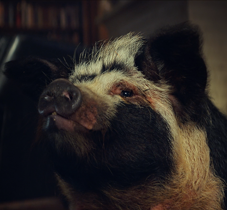 Close-up of a pig's face