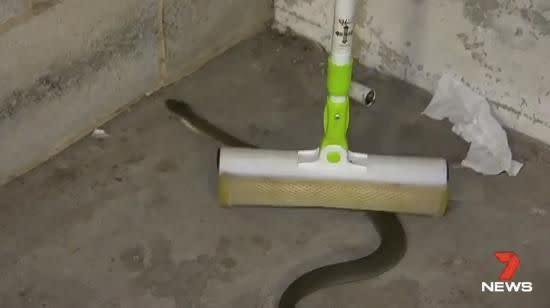 Even one bite from a tiger snake could be fatal, experts say. Photo: 7 News